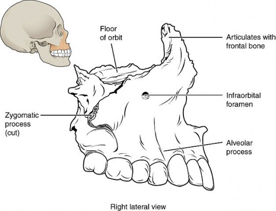 2. Maxilla