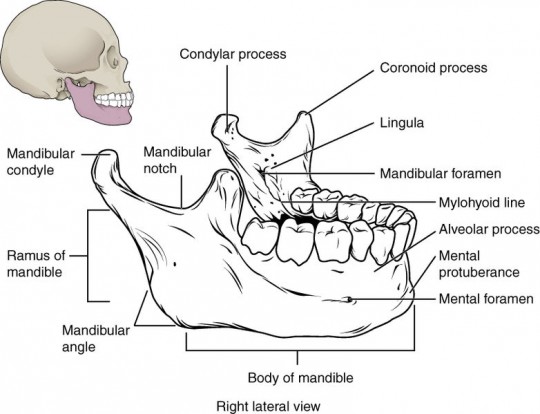 3. Mandible