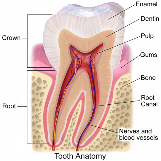 4. Tooth anatomy