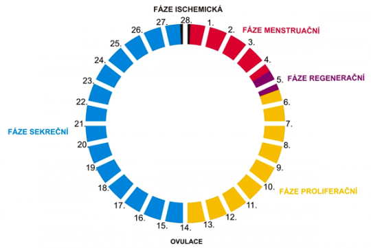 Menstruační cyklus