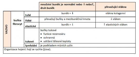 4. Vazivo – dělení, charakteristika