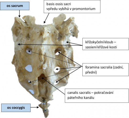 14. Kost křížová