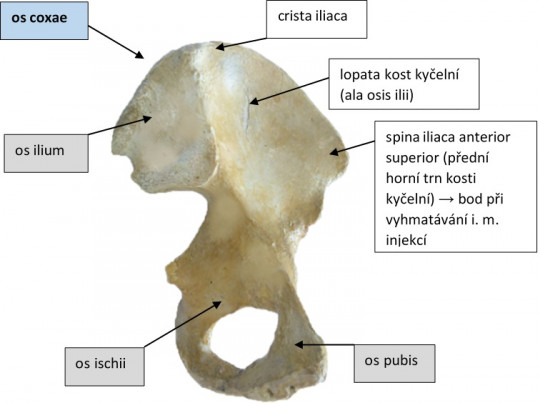 16. Kost pánevní