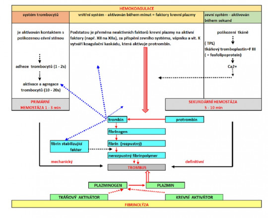 40. Mechanismus srážení krve