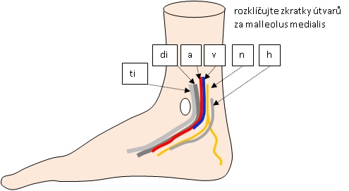 67. Kvíz – rozklíčujte útvary za vnitřním kotníkem
