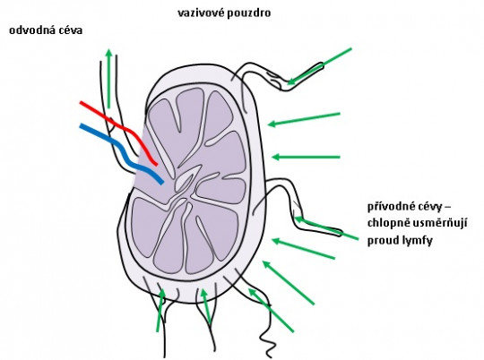 71. Lymfatická uzlina – schéma