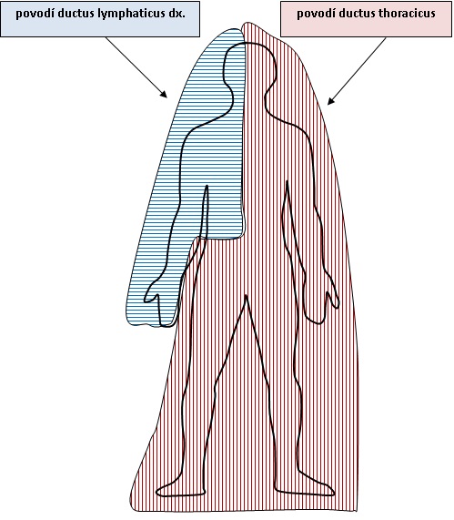 74. Povodí lymfatických kmenů