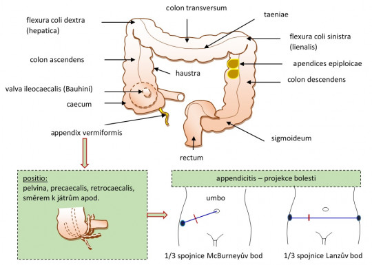 92. Oddíly tlustého střeva