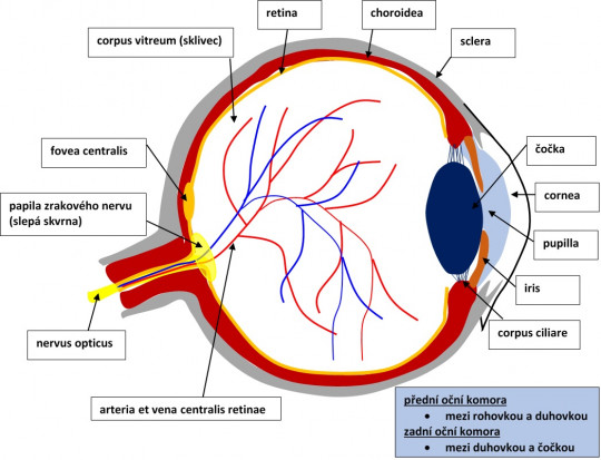 137. Struktura oční koule