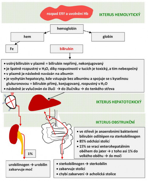 17. Osud bilirubinu a druhy ikteru.