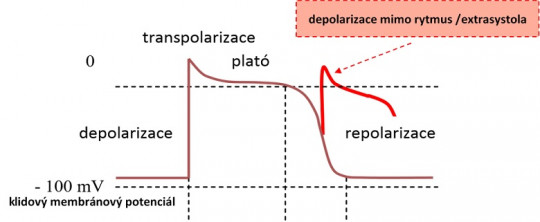 27. Poruchy srdečního rytmu – akční potenciál – vznik extrasystoly.