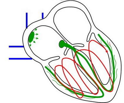 30. Poruchy srdečního rytmu – tachykardie.