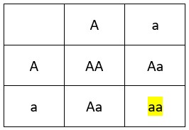 12. AR dědičnost – rodiče heterozygoti