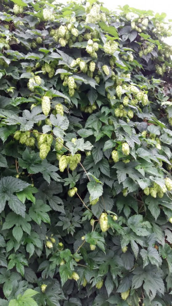 28. Matečná rostlina Humulus lupulus