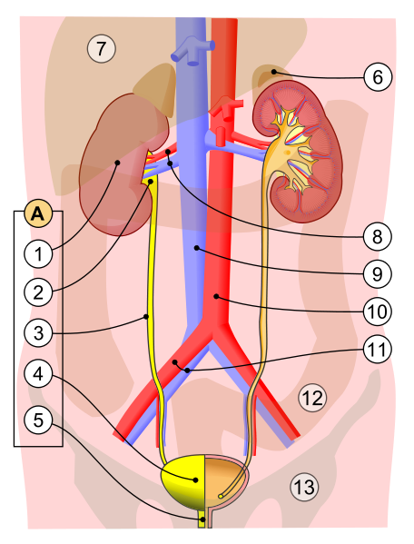 1. Vylučovací systém