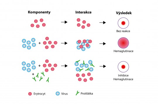 18. Hemaglutinačně inhibiční test