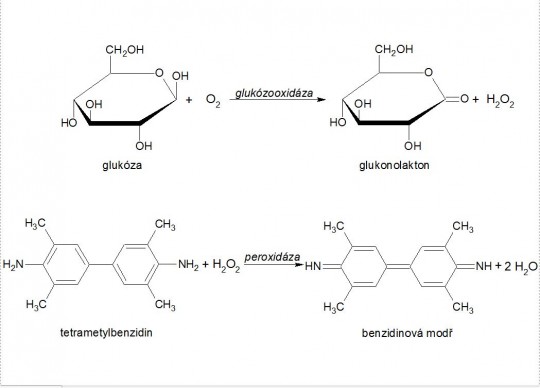 15. Princip stanovení glukózy