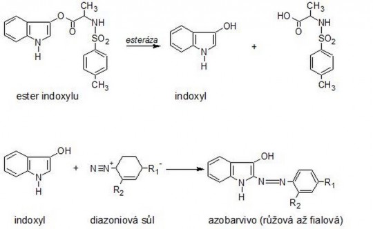 21. Princip stanovení leukocytů diagnostickými proužky