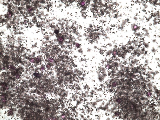 32. Amorfní drť (foto Ing. Ivana Hupáková, ÚKBH Plzeň)