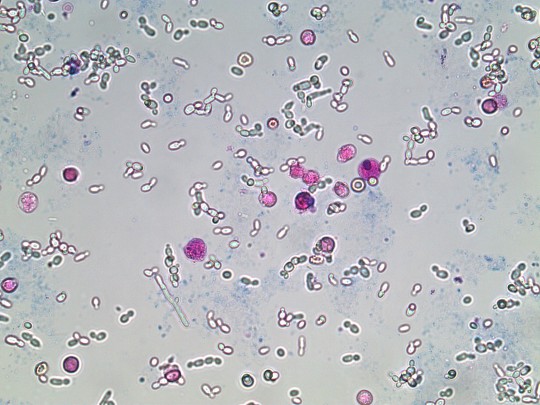 38. Kvasinky (foto Ing. Ivana Hupáková, ÚKBH Plzeň)