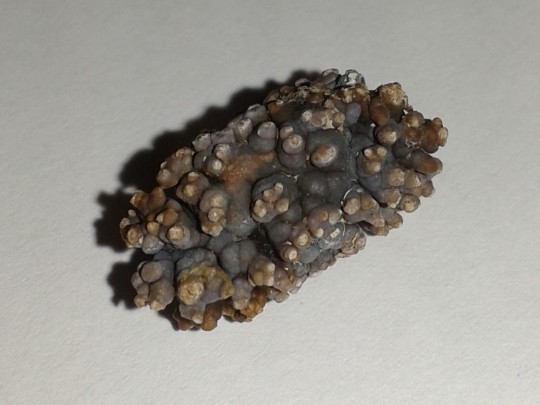 39. Šťavelan vápenatý (Ing. Ivana Hupáková, ÚKBH Plzeň)