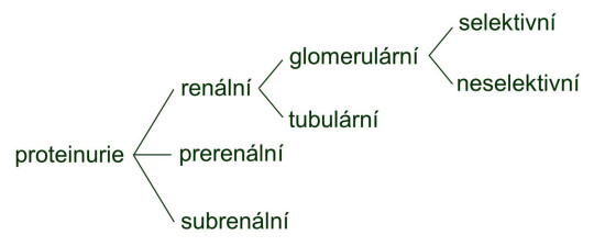 Rozdělení proteinurie