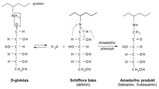 Schéma glykace proteinu