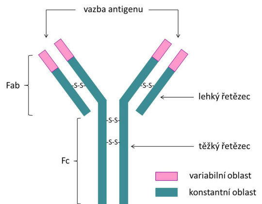 Schéma struktury molekuly imunoglobulinu