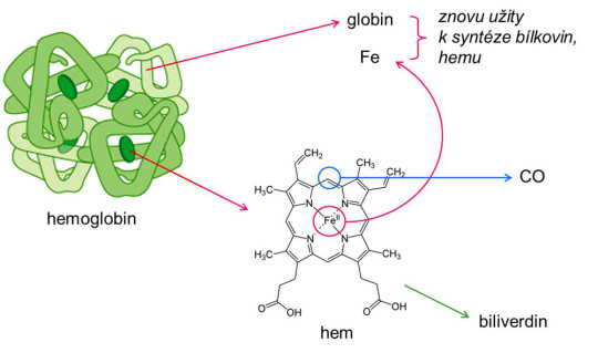 Schéma odbourávání hemoglobinu