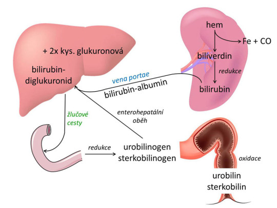 Metabolismus žlučových barviv