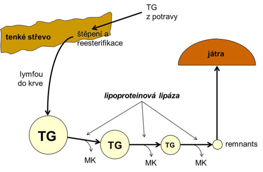 Metabolismus triacylglycerolů, přijatých potravou