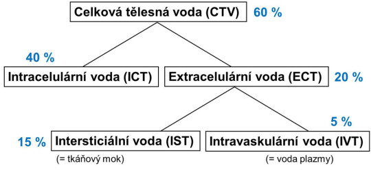 Distribuce vody v organismu (procenta znamenají podíl na tělesné hmotnosti)