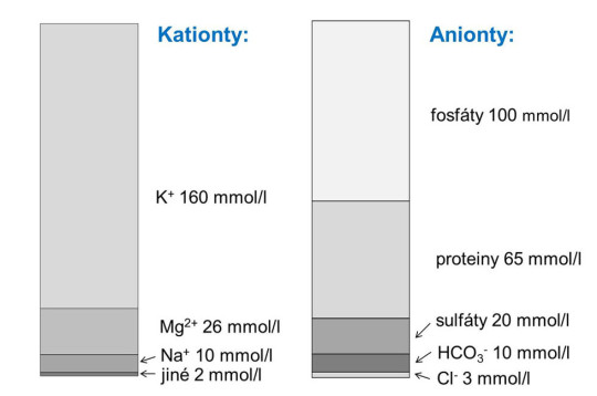 Průměrná koncentrace hlavních kationtů a aniontů v intracelulární tekutině (v milimolech ekvivalentů)