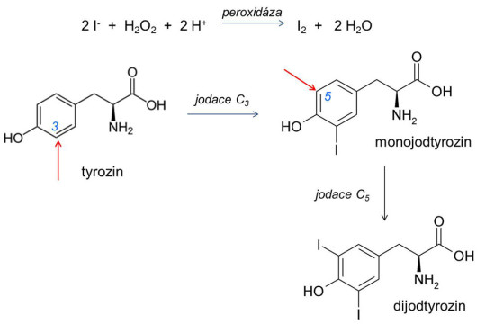 Jodace tyrozinu – prvý krok k tvorbě hormonů štítné žlázy