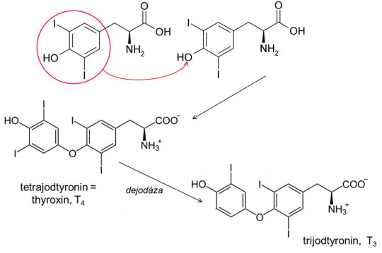 Vznik hormonů štítné žlázy ze dvou molekul dijodtyrozinu