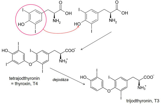 Vznik hormonů štítné žlázy ze dvou molekul dijodtyrozinu