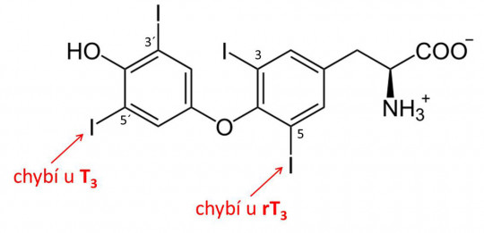 Vzorec thyroxinu (T4) a vyznačení míst dejodace při vzniku T3 a rT3
