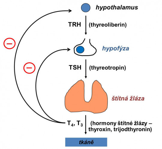 Schéma regulace tvorby a sekrece hormonů štítné žlázy (– = negativní zpětná vazba)