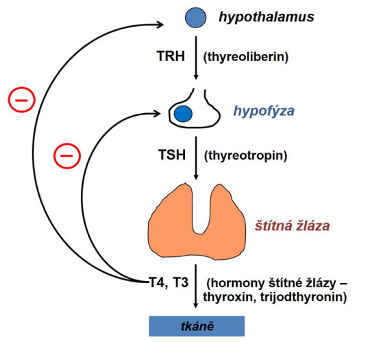 Schéma regulace tvorby a sekrece hormonů štítné žlázy (– = negativní zpětná vazba)