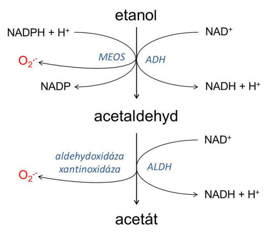 Schéma oxidačního odbourávání etanolu v játrech