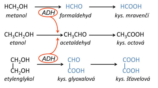 Schéma účinku alkoholu jakožto antidota při otravě metanolem a etylenglykolem; toxické produkty oxidace alkoholů jsou vyznačeny modře (více v textu)