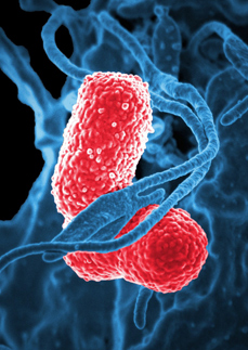 Laboratorní cvičení z mikrobiologie potravin I-b