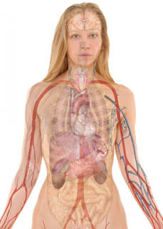 Anatomie a fyziologie II